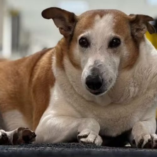 Cão famoso é ‘nomeado’ pró-reitor de assuntos caninos em universidade